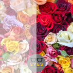 a picture of multi coloured roses showing the difference in how they are seen by people with cataracts