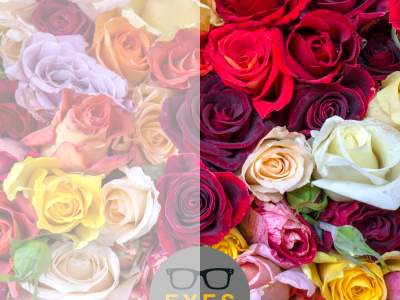 a picture of multi coloured roses showing the difference in how they are seen by people with cataracts